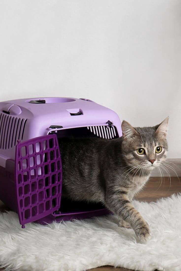 pet